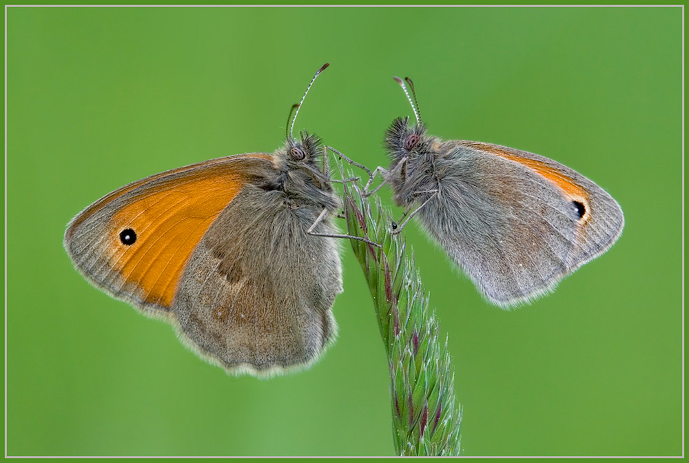 Kleiner Heufalter-Coenonympha pamphilus-oder auch kleines wiesenvögelchen genannt! glaube ich jedenf