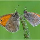 Kleiner Heufalter-Coenonympha pamphilus-oder auch kleines wiesenvögelchen genannt! glaube ich jedenf