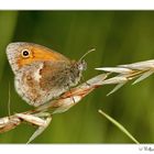 Kleiner Heufalter (Wiesenvögelchen, Coenonympha pamphilus )