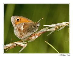 Kleiner Heufalter (Wiesenvögelchen, Coenonympha pamphilus )