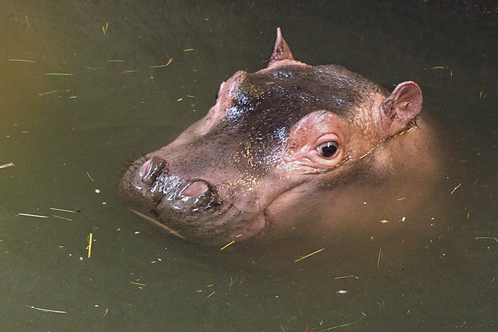 Kleiner Hippo...