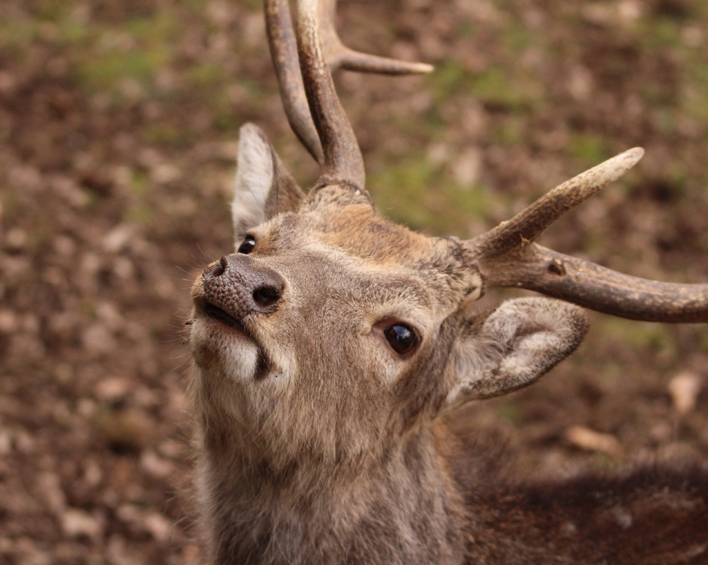 kleiner Hirsch