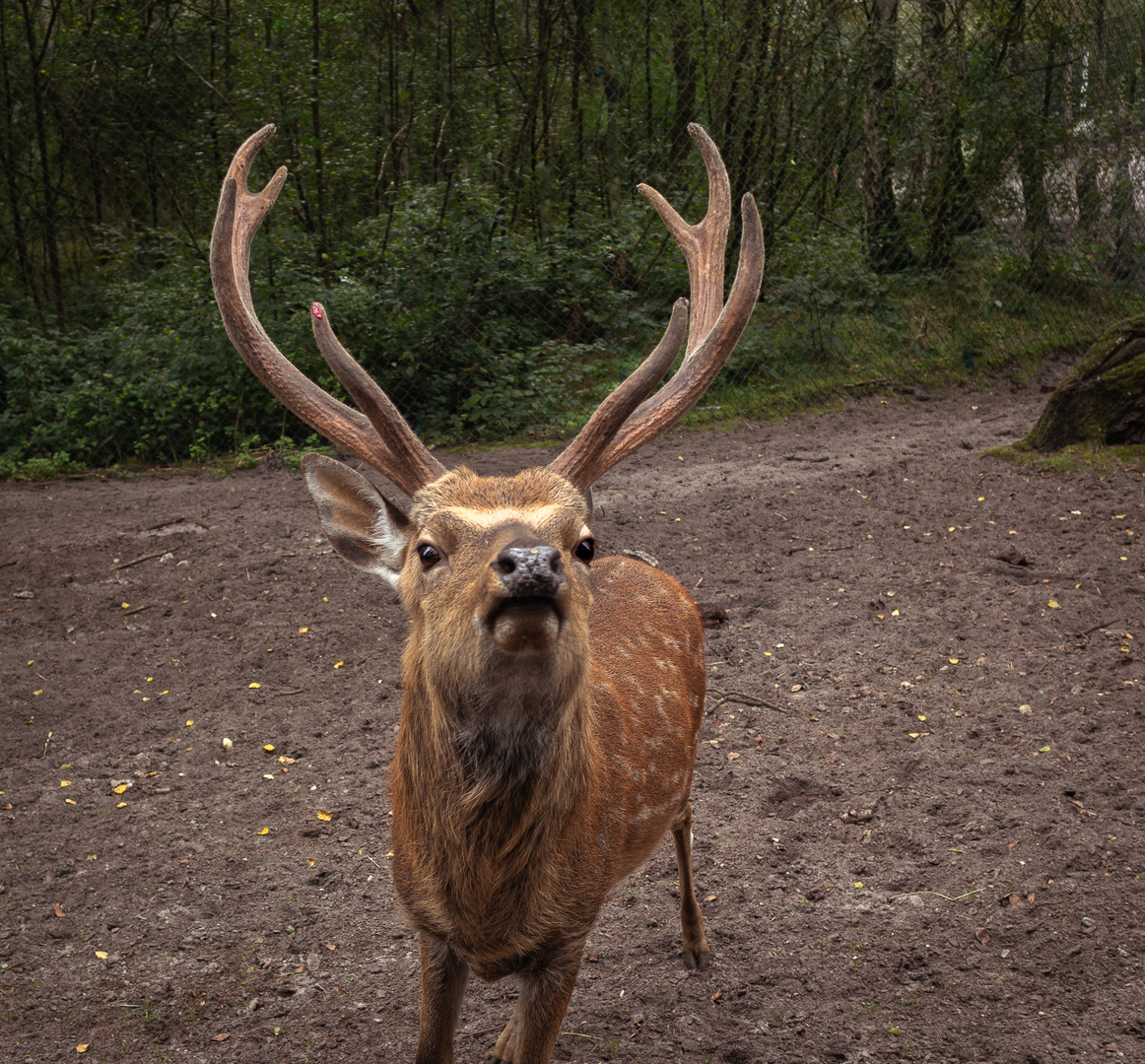 kleiner Hirsch