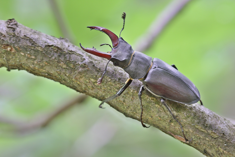 kleiner Hirschkäfer