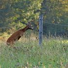 kleiner Hochspringer