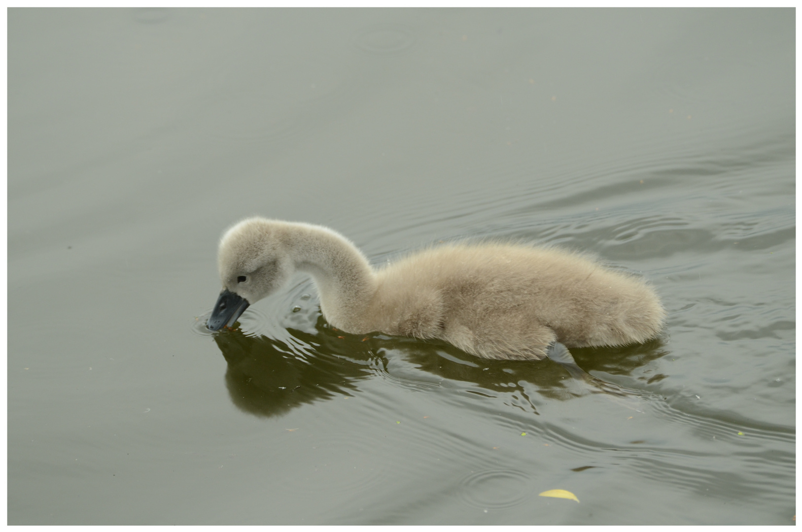 kleiner Höckerschwan