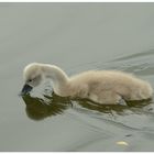 kleiner Höckerschwan