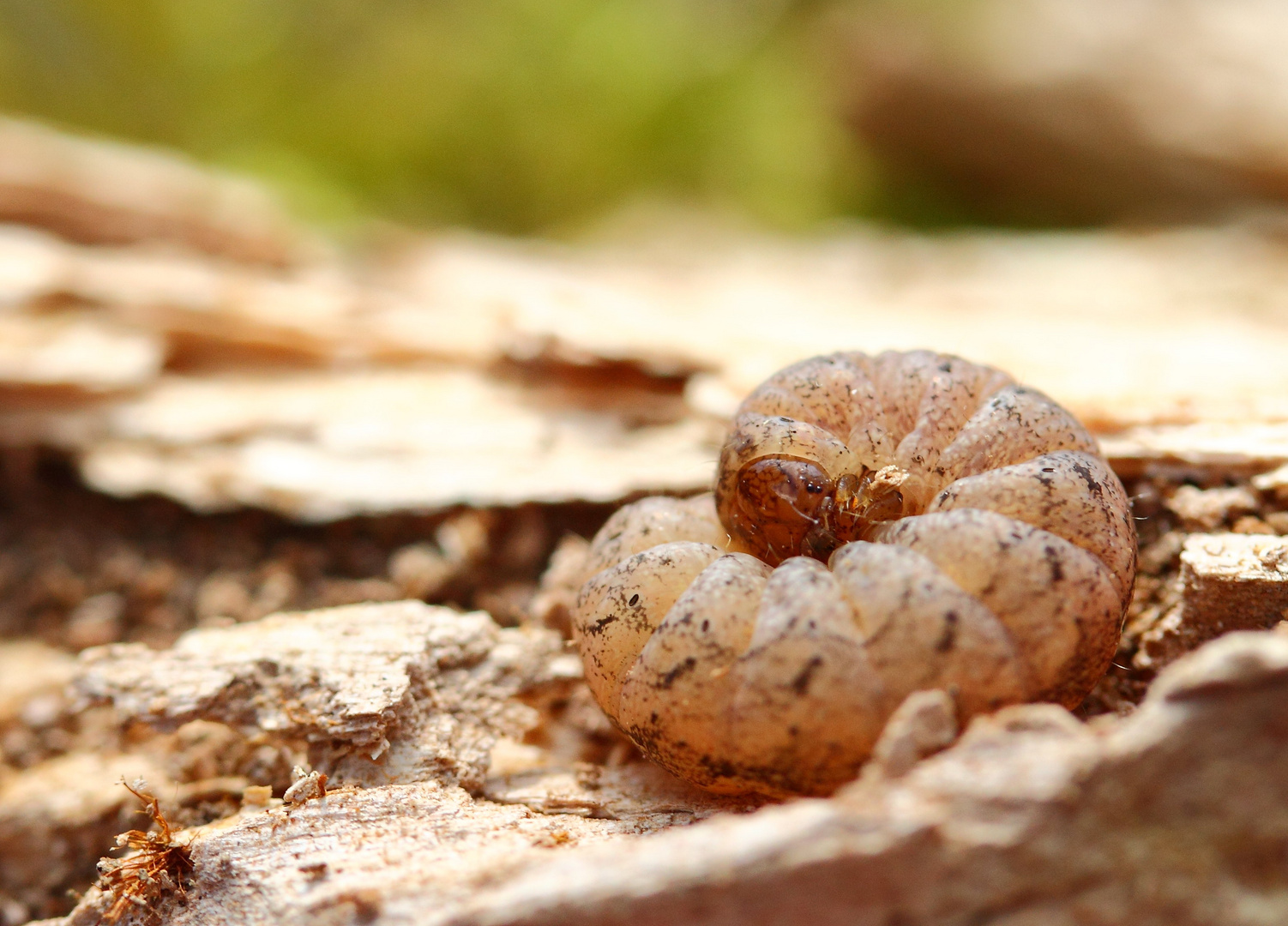  kleiner Holzwurm Foto & Bild tiere, makro, braun Bilder auf