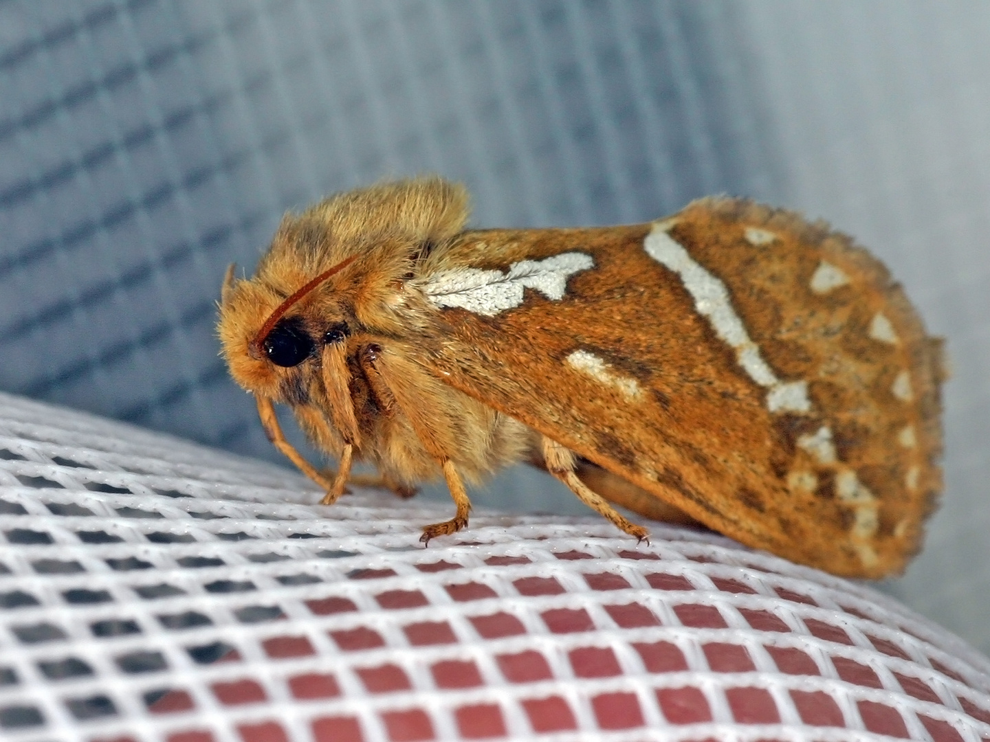 Kleiner Hopfen-Wurzelbohrer (Korscheltellus lupulina).....