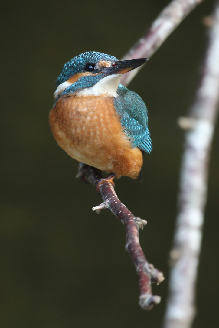 Kleiner hübscher Eisvogel