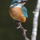 Kleiner hübscher Eisvogel