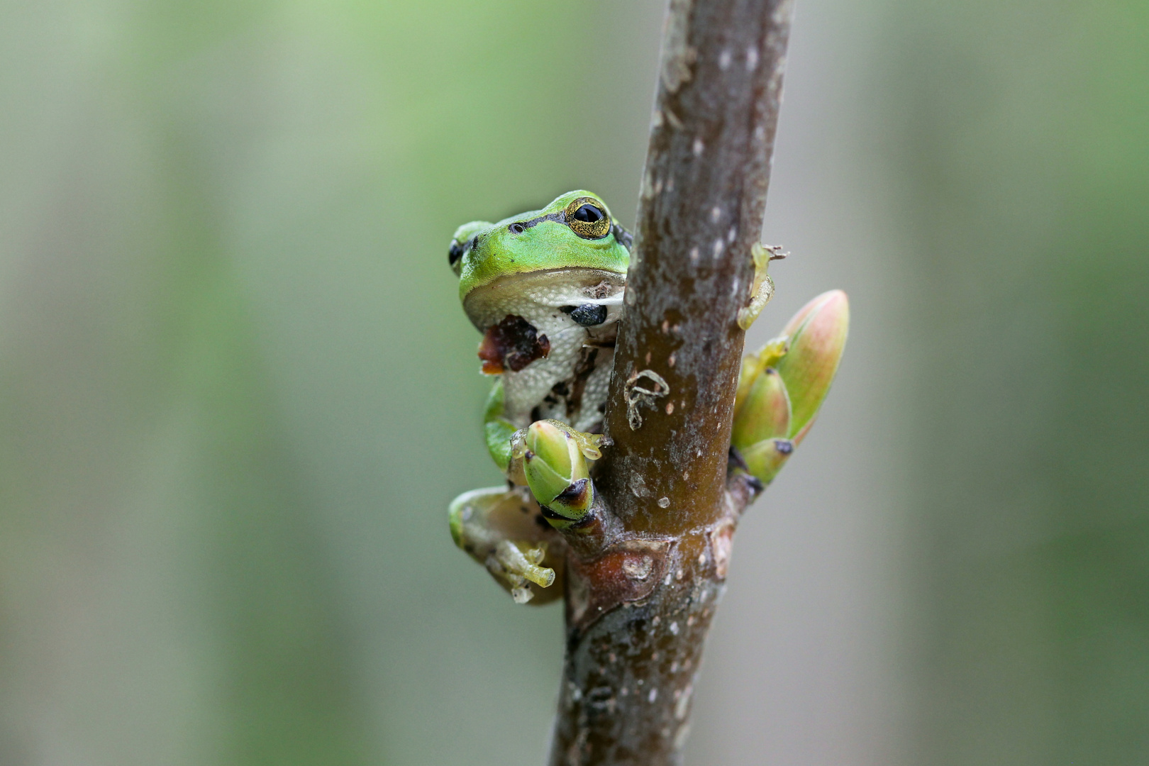 Kleiner hübscher Laubfrosch