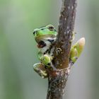 Kleiner hübscher Laubfrosch