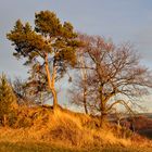 Kleiner Hügel zwischen Schneeberg und Wildbach