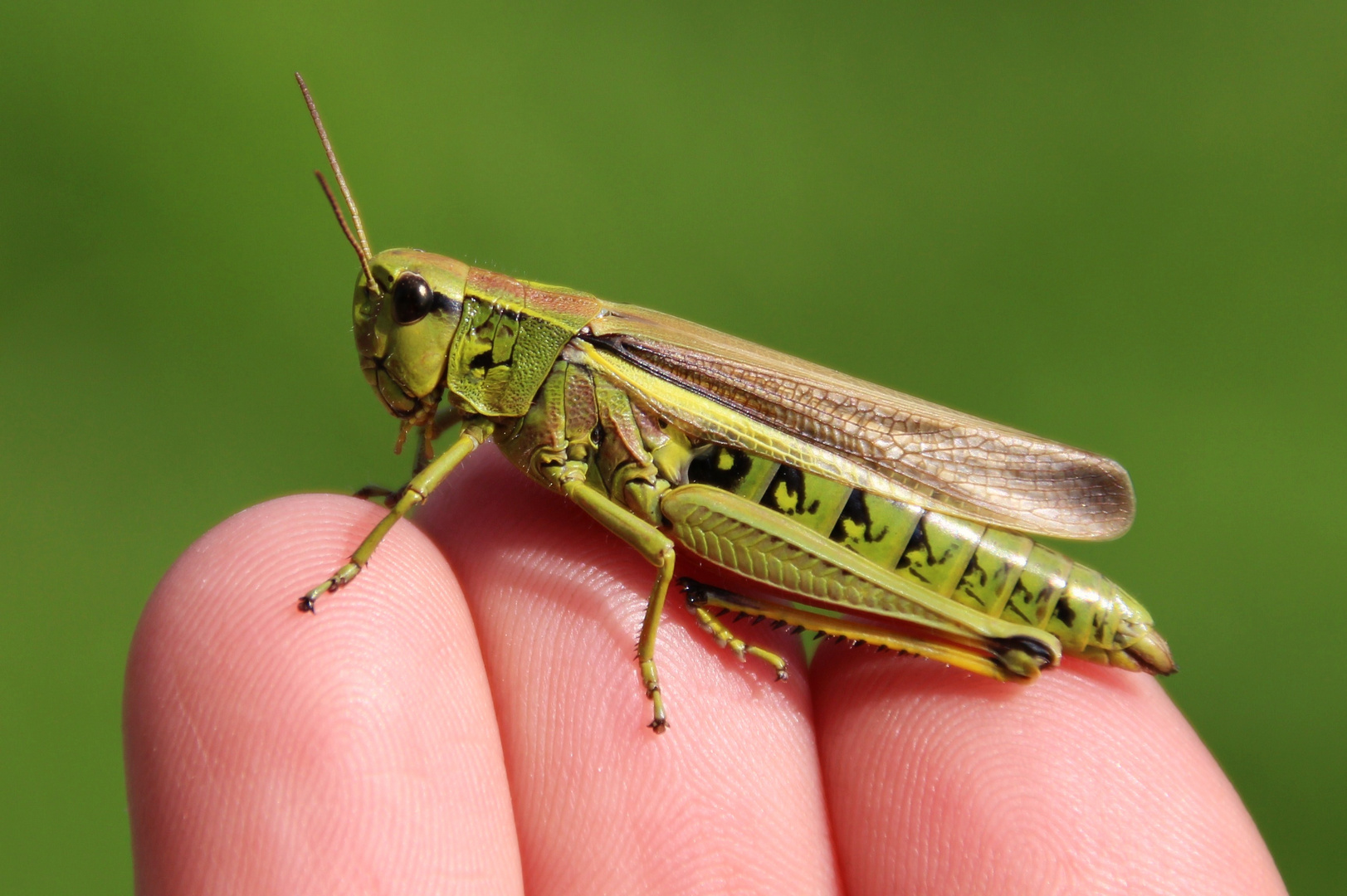 Kleiner Hüpfer