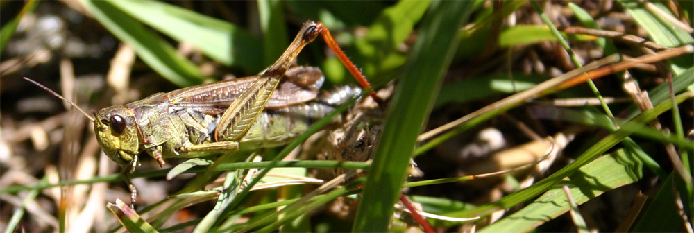 kleiner hüpfer