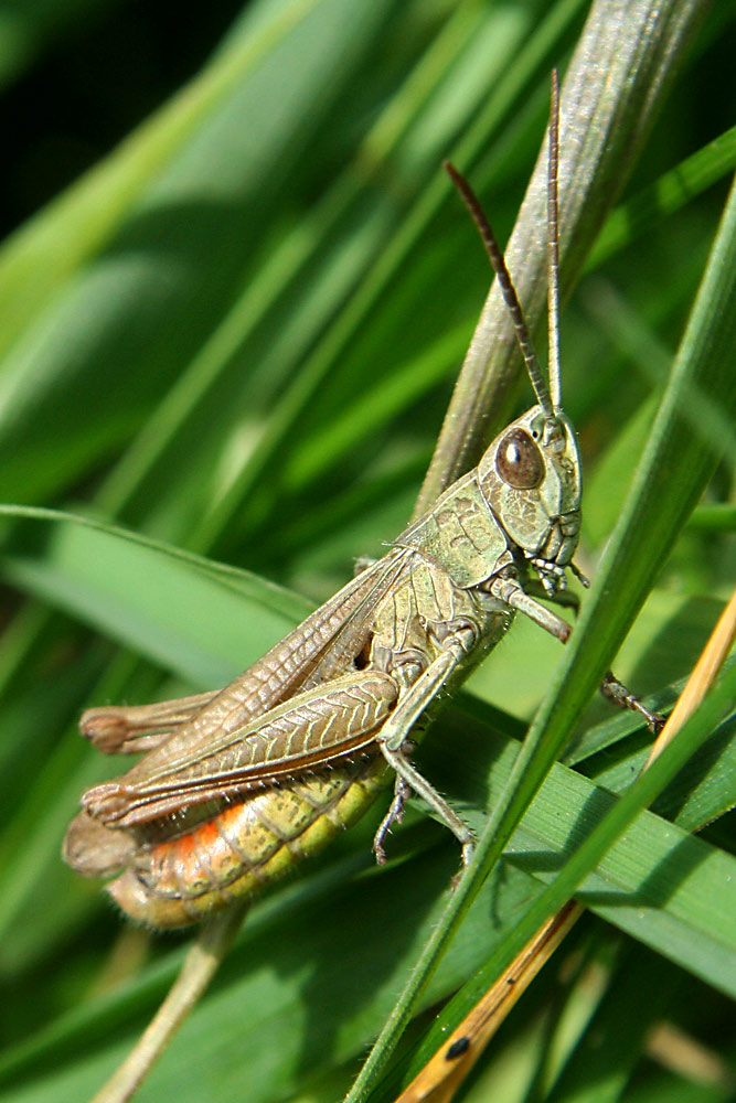 kleiner Hüpfer