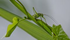 kleiner Hüpfer