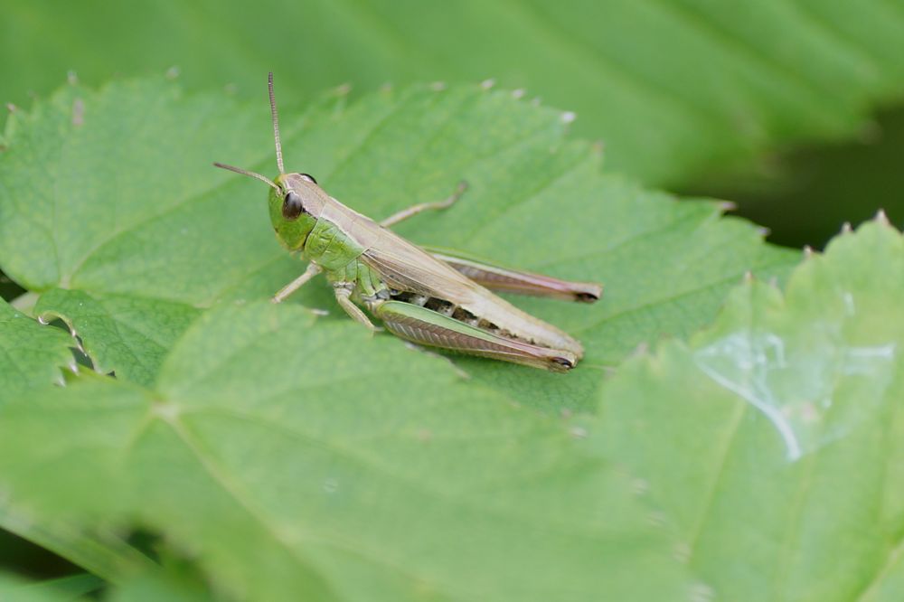 kleiner Hüpfer