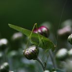 Kleiner Hüpfer auf Herbstaster