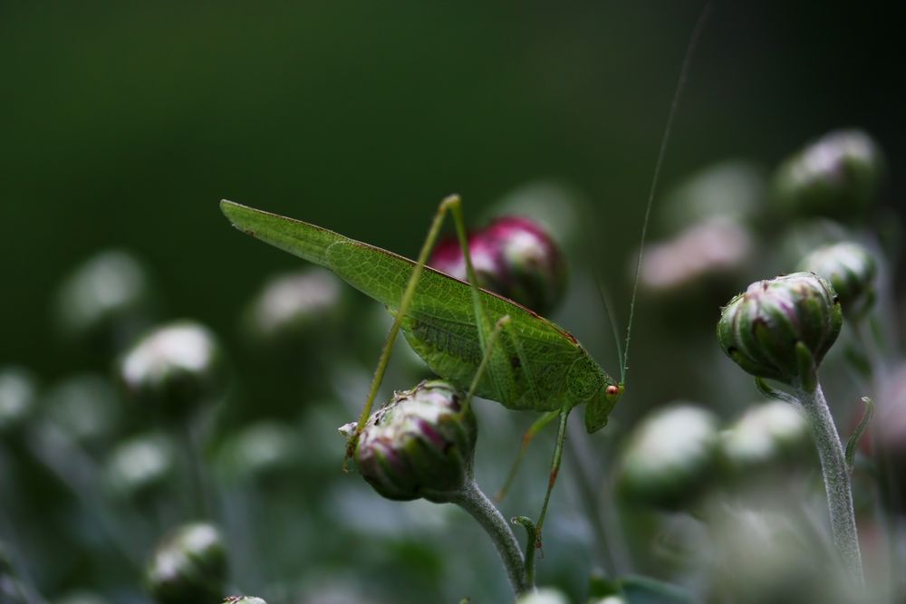 Kleiner Hüpfer auf Herbstaster