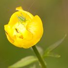 kleiner Hüpfer in der Dotterblume