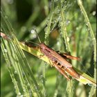 Kleiner Hüpfer in der Glitzerwelt