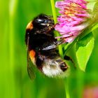 Kleiner Hummel ganz groß 