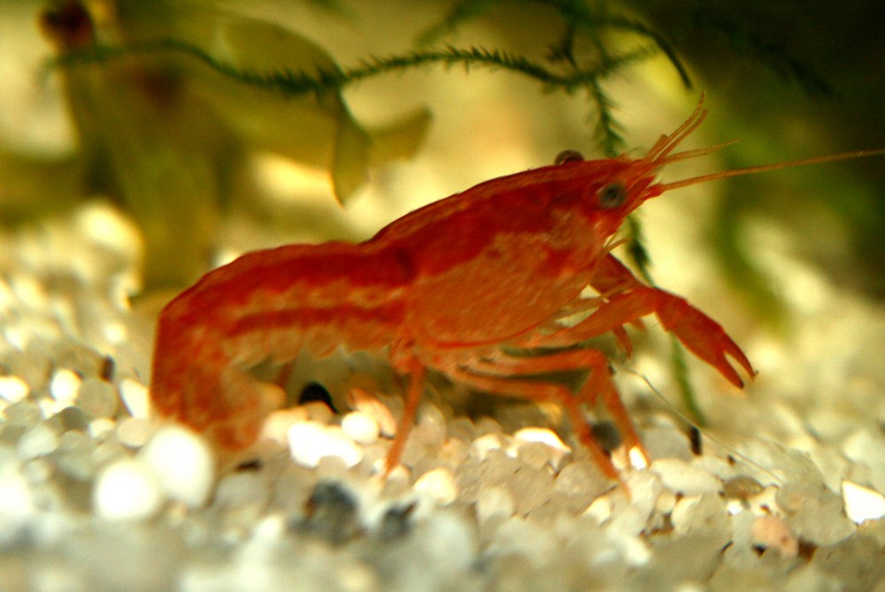 kleiner hummer im aquarium Foto & Bild tiere, haustiere, aquaristik