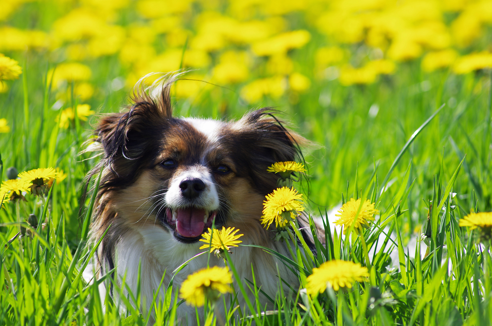 kleiner Hund