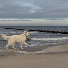 Kleiner Hund am langen Ostseestrand