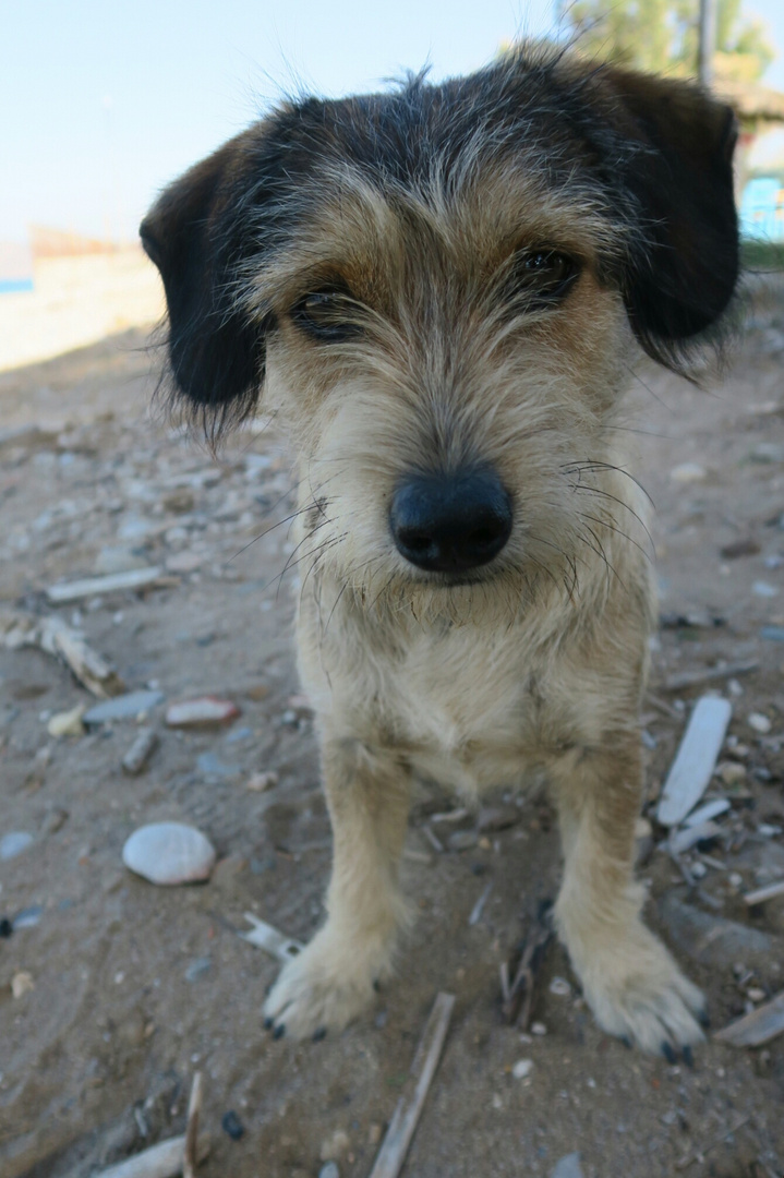 Kleiner Hund am Strand