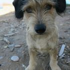 Kleiner Hund am Strand