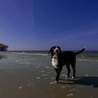 kleiner hund auf grossem strand