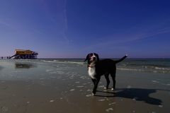 kleiner hund auf grossem strand