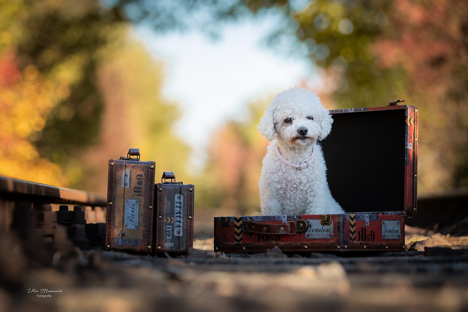 ...kleiner Hund auf großer Reise...