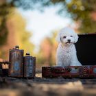 ...kleiner Hund auf großer Reise...