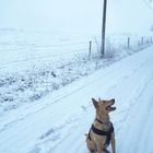 Kleiner Hund auf großer Straße