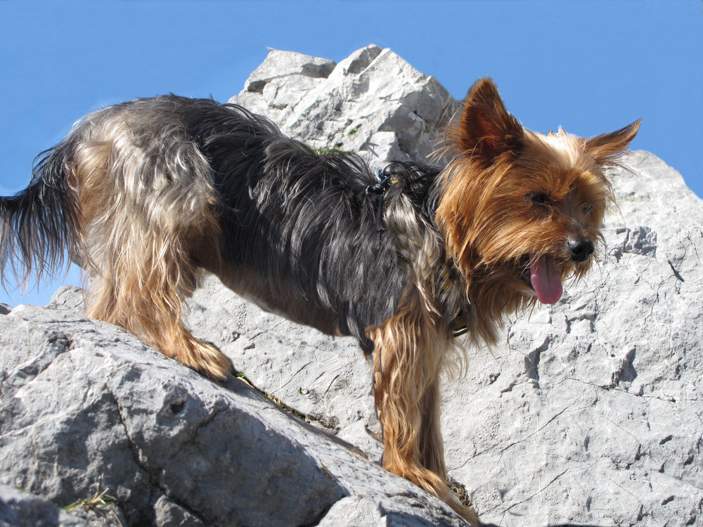 ... kleiner Hund auf hohem Berg