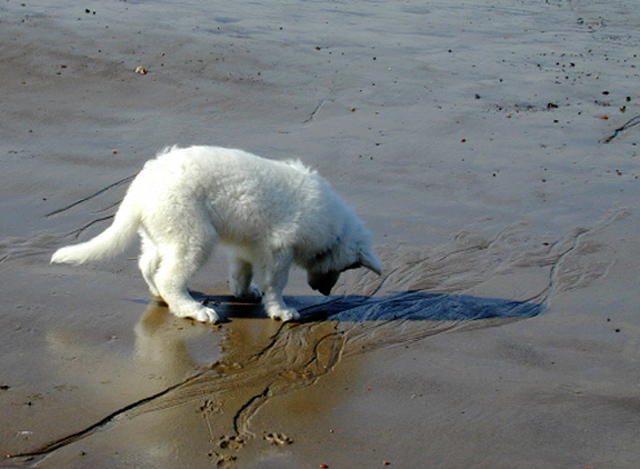 Kleiner Hund auf Spurensuche ...