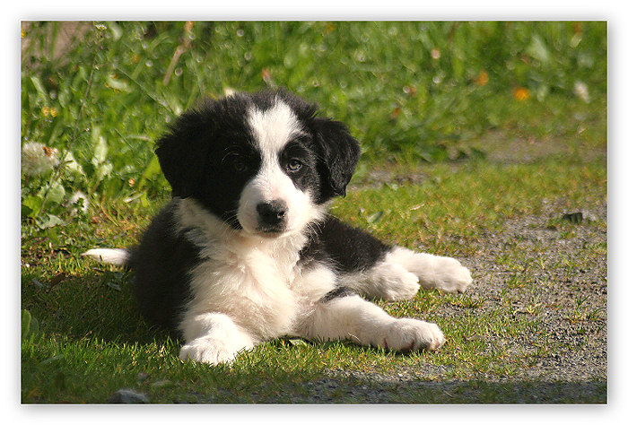 Kleiner Hund entdeckt die Welt