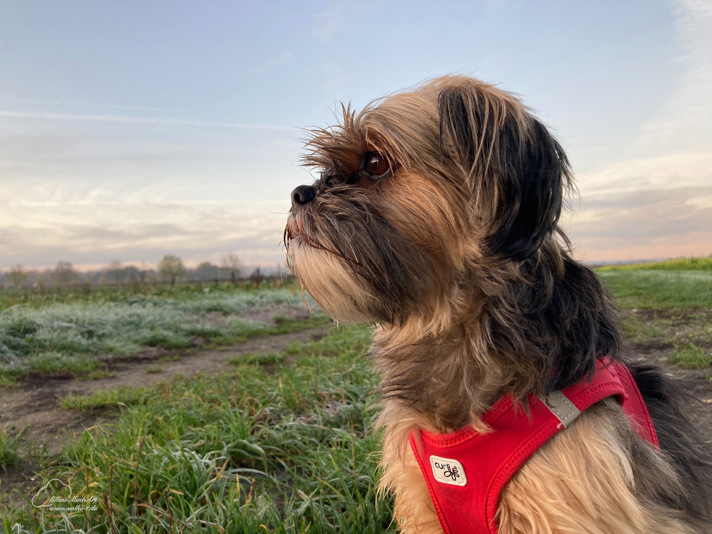 Kleiner Hund ganz groß