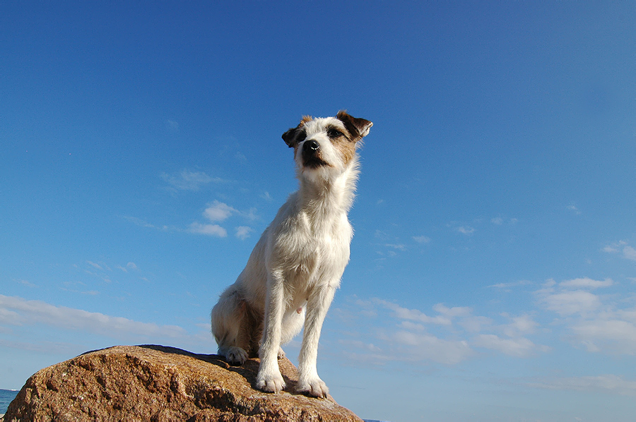 Kleiner Hund ganz groß :-)