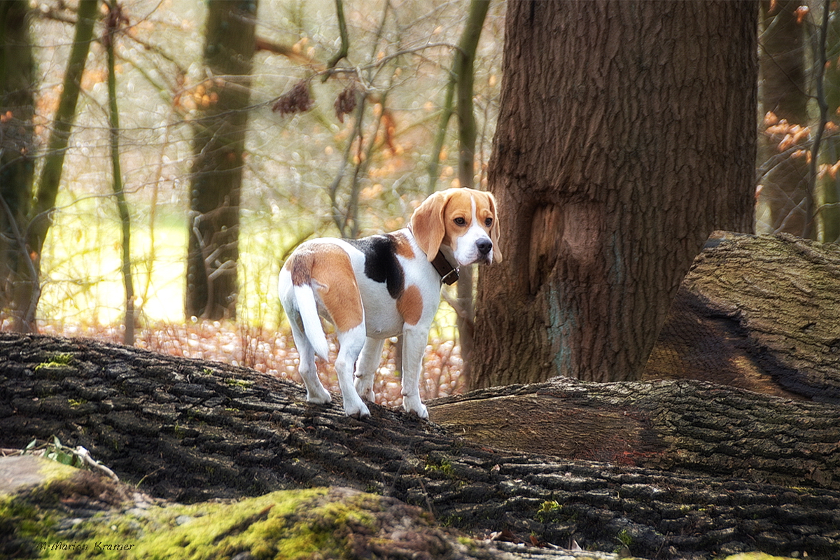 Kleiner Hund ganz groß...