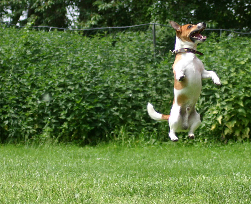 Kleiner Hund ganz groß