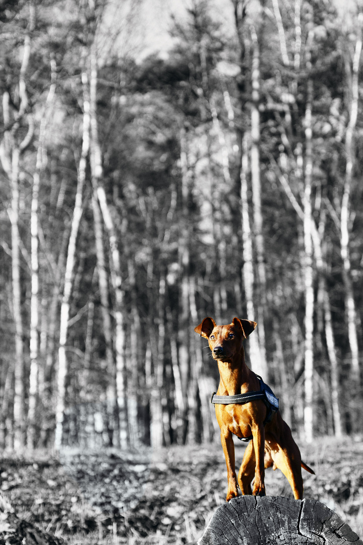 kleiner Hund ganz groß