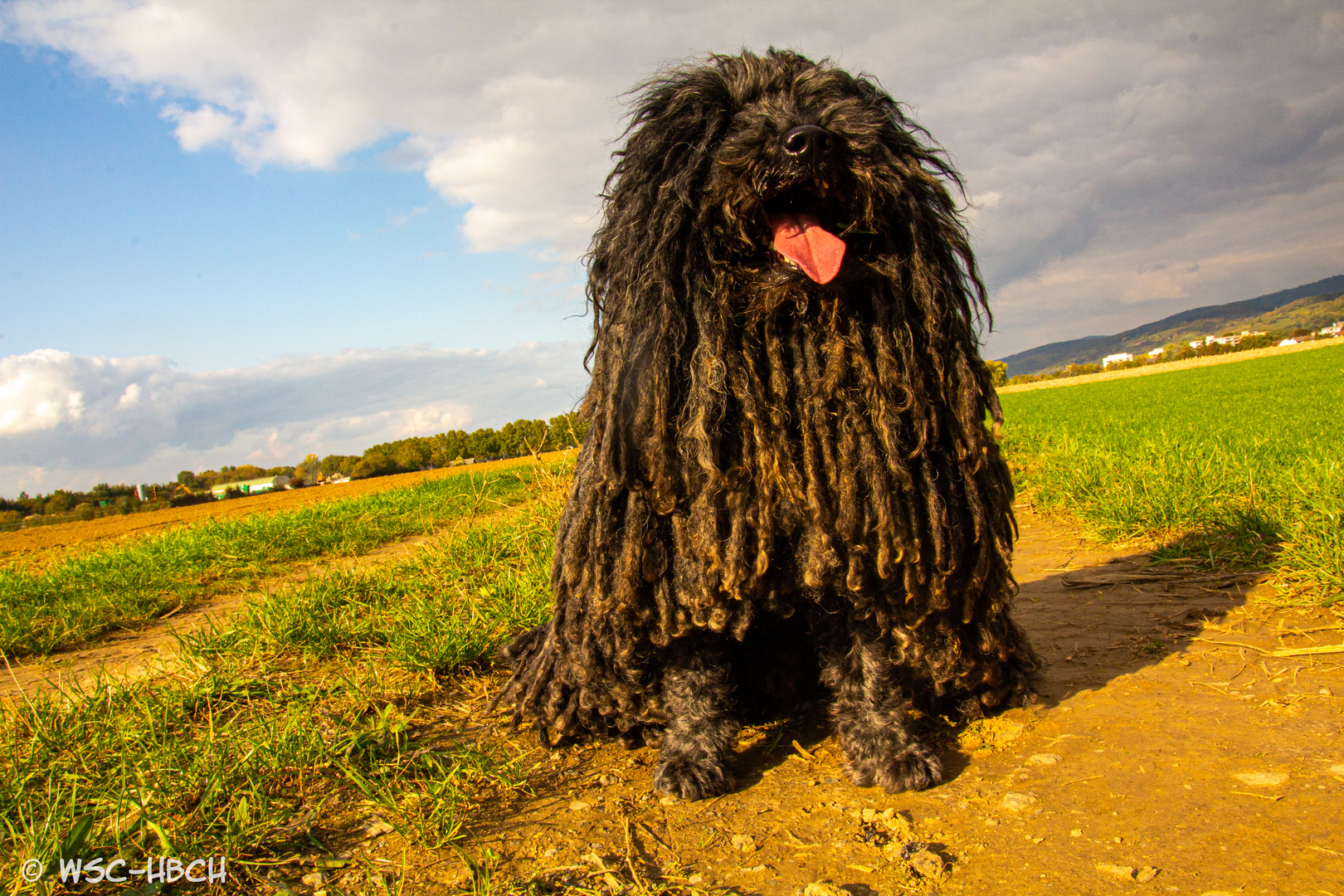 Kleiner Hund ganz groß