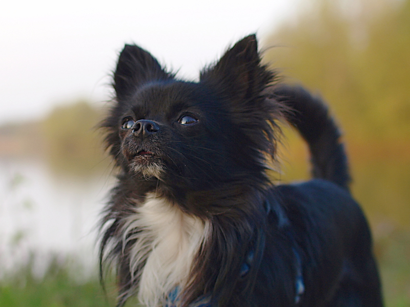 Kleiner Hund ganz groß