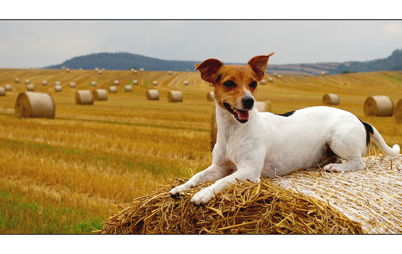 kleiner hund ganz groß