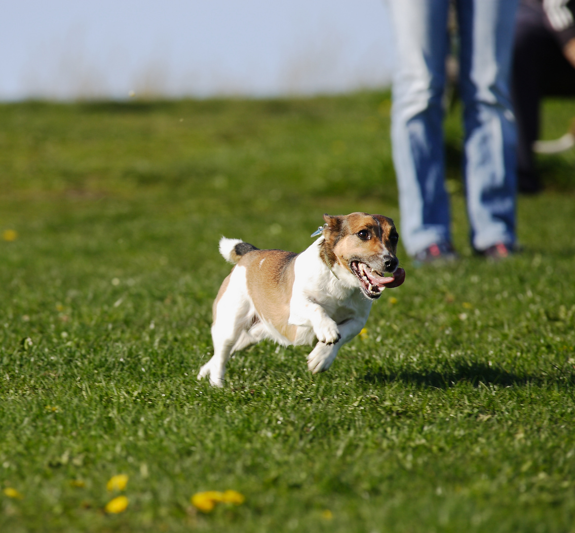 Kleiner Hund ganz schnell